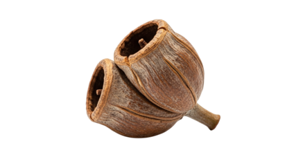 Closeup of two eucalyptus gum nuts with a transparent background, showcasing their unique shape and texture isolated on transparent background