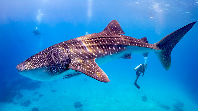 Whale Shark Swimming Peacefully Through Open Blue Ocean
