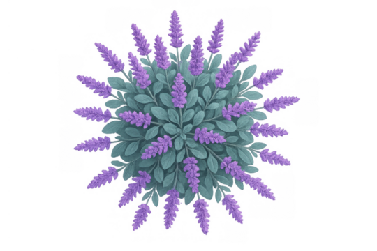 Lavender bush top view illustration with purple flowers and green leaves, aromatic herb, transparent background