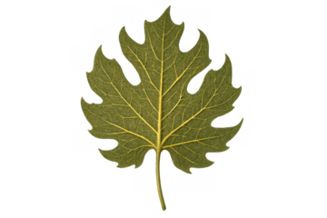 Green leaf with prominent veins cut out on a transparent background, depicting nature and environmental themes