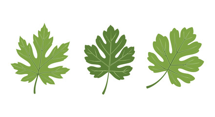 Three green leaves of different shapes and styles, possibly grape or fig, are presented as a natural botanical illustration on a white background.