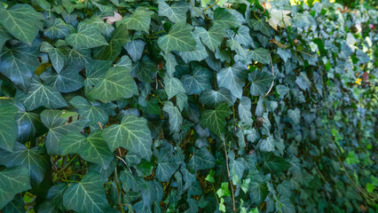 A dense wall of dark green ivy leaves forms a rich natural texture. The overlapping foliage and detailed leaf patterns create a vibrant botanical background perfect for nature themes