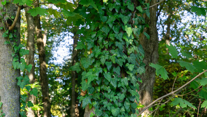 Obraz premium Lush green ivy climbs up a tree trunk in a quiet forest, with sunlight filtering through surrounding leaves. The dense foliage creates a vibrant and natural woodland scene