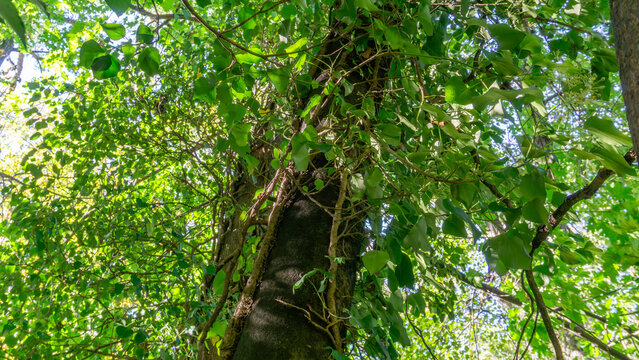 Looking upwards at a tall tree trunk covered in climbing ivy and vines, surrounded by bright green deciduous foliage backlit by the sun, creating a vibrant, dense, summer canopy - Powered by Adobe