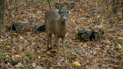 A curious white-tailed deer stands close-up in a wooded area during late autumn, looking straight ahead with brown foliage and fallen leaves covering the ground in the background