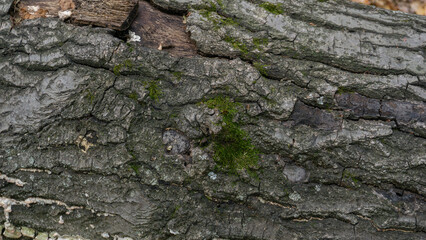 A close-up, horizontal texture shot of rough, weathered tree bark, featuring deep ridges, cracks, and patches of bright green moss growing on the surface of the log or trunk