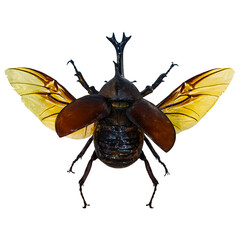 Large Rhinoceros Beetle (Dynastinae) with spread wings, isolated on transparent background
