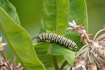Monarch caterpillar on common milkweed