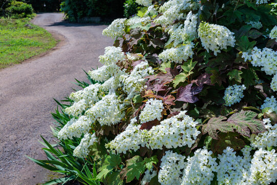Beautiful hydrangea quercifolia flowers blooming on the roadside of a rural area.