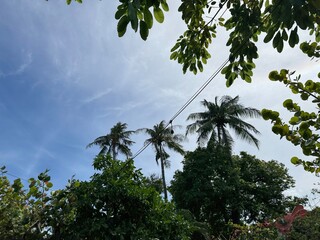palm trees and sky