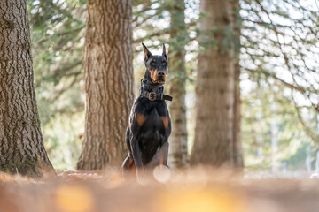 Doberman Pinscher at a park in the fall. Beautiful dog with black and red coloring. European purebred with cropped ears.