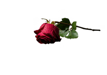 Single wilting red rose with green leaves isolated on transparent background