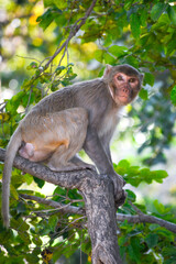 Wild monkey sitting on a tree branch surrounded by lush green leaves in natural forest light