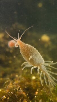 Close-up macro shot of a fascinating aquatic invertebrate
