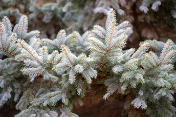 Close up of Blue spruce branches