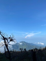 tree in the mountains