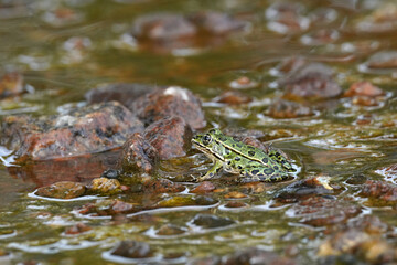 Northern leopard frog in the water
