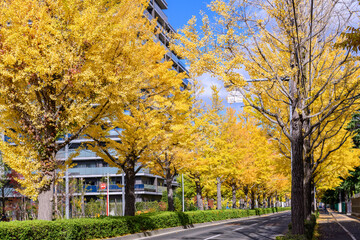 仙台 上杉山(かみすぎやま)通 秋