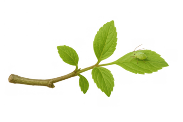 Green aphid resting on a fresh plant leaf, displaying new growth and spring season, isolated with transparent background