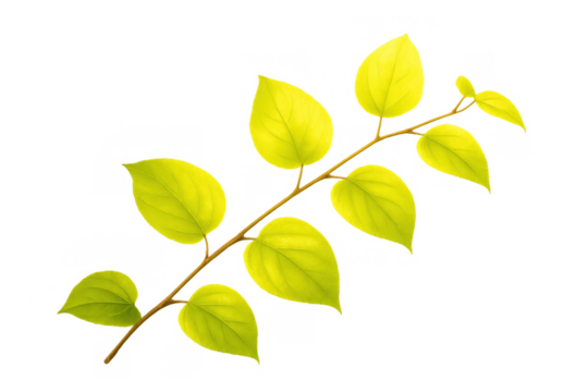 Green plant branch with fresh bright leaves, growing and symbolizing nature, spring, growth, and environmental concepts