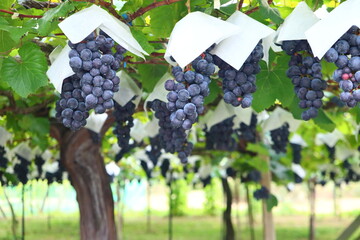 Obraz premium 実りの秋のぶどう畑｜ぶどう狩りと果樹園のある日本の農園