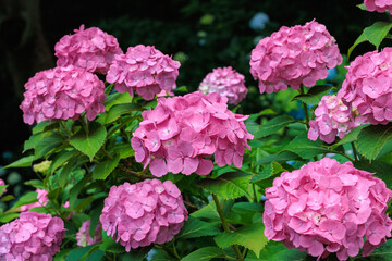 Close-up of pink hydrangea flowers blooming in early summer at Shimoda Park.