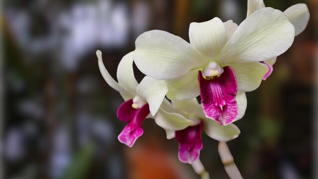 Close-up of vibrant white Dendrobium orchids in full bloom, displaying delicate petals, soft gradients, and natural elegance against a blurred garden background.