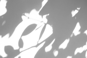 Abstract natural tree branch leaves shadow on white wall background