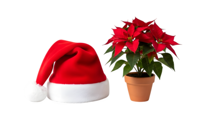 Classic santa hat and poinsettia flower isolated on transparent background, a symbol of christmas and new year