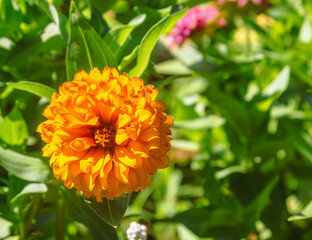 百日草の花5ー28