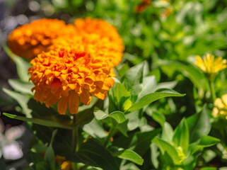 百日草の花5ー23