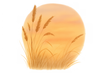 Golden wheat field at sunset illustration, harvesting nature in warm autumn light, transparent background