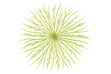Green plant illustration with radial symmetry from top view, growing and spreading branches on transparent background