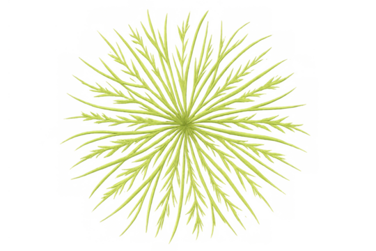 Green plant illustration with radial symmetry from top view, growing and spreading branches on transparent background - Powered by Adobe