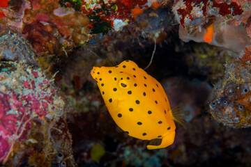 Yellow Boxfish and Juveniles Swimming Around Tropical Coral Reef