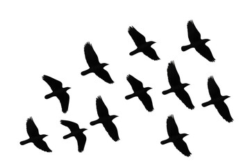 Obraz premium Black birds flock flying, freedom and migration concept, silhouetted against transparent background, open wings dynamics