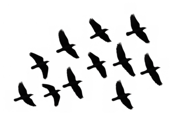 Black birds flock flying, freedom and migration concept, silhouetted against transparent background, open wings dynamics