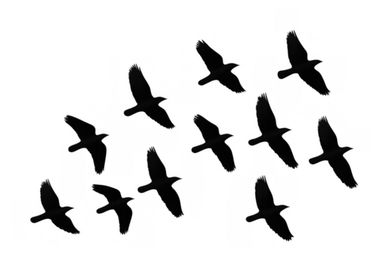 Black birds flock flying, freedom and migration concept, silhouetted against transparent background, open wings dynamics