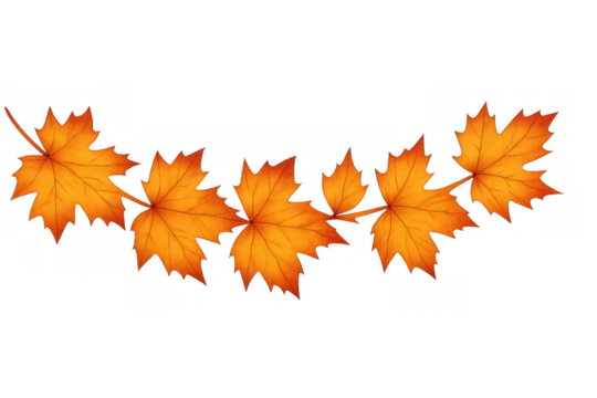 Autumn maple leaves creating a decorative border, showing change of season and fall foliage on transparent background