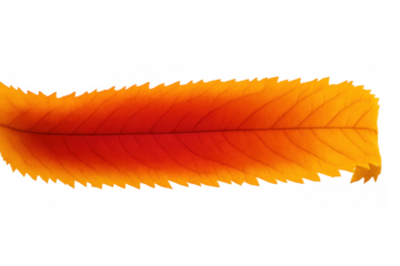 Bright orange and red autumn leaf with detailed veins, cut out on transparent background illustrating changing seasons