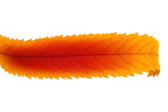 Bright orange and red autumn leaf with detailed veins, cut out on transparent background illustrating changing seasons