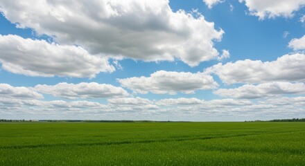 Fototapeta premium Lush Green Field Under a Blue Sky with Puffy White Clouds.