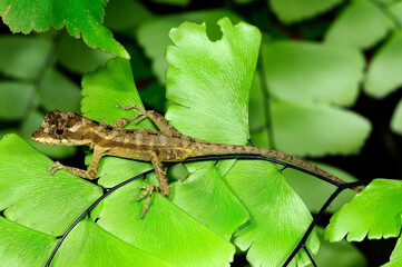 juvenile striped basilisk // junger Streifenbasilisk (Basiliscus vittatus) - Roatan island, Honduras