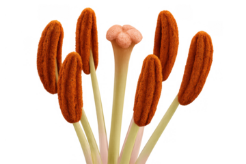 Flower anatomy showing pistil and pollen-rich stamens for plant sexual reproduction biology, transparent background