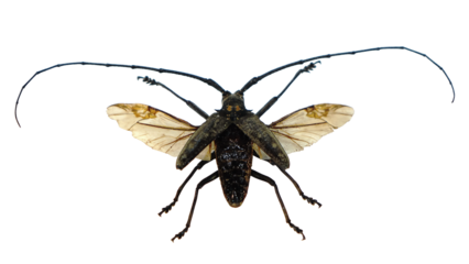 Large Longhorn Beetle (Cerambycidae) with spread wings, isolated on transparent background