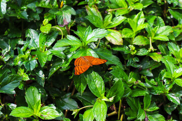 An orange butterfly resting on green leaves in natural sunlight. Nature. Butterfly. Orange wings. Green leaves. Garden. Insect. Wildlife. Outdoor. Close-up.