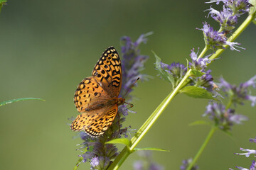 Atlantis fritillary on flower