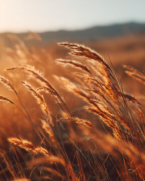 wheat field at sunset