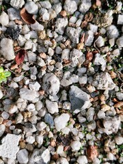 A textured mix of small stones with tiny green sprouts growing between them—simple evidence of life in a rocky place.