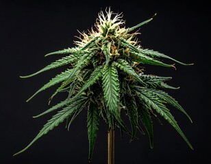 Close-up shows a budding cannabis plant with green leaves against a dark background